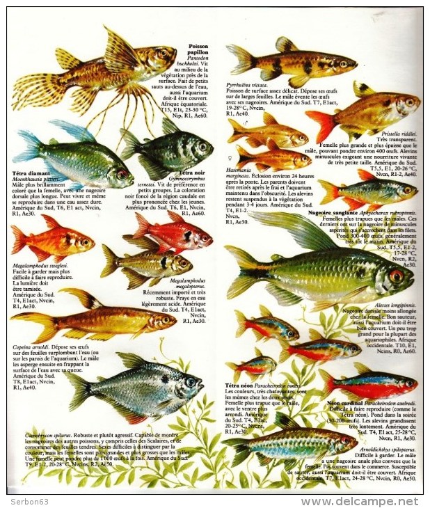 GUIDE COULEUR DOMINO GALLIA N°8 SOUS FORME DE CARTE ROUTIERE 24 PLANCHES 11cmX25cm POISSONS D'AQUARIUM EAU DOUCE NOURRIT - Fichas Didácticas