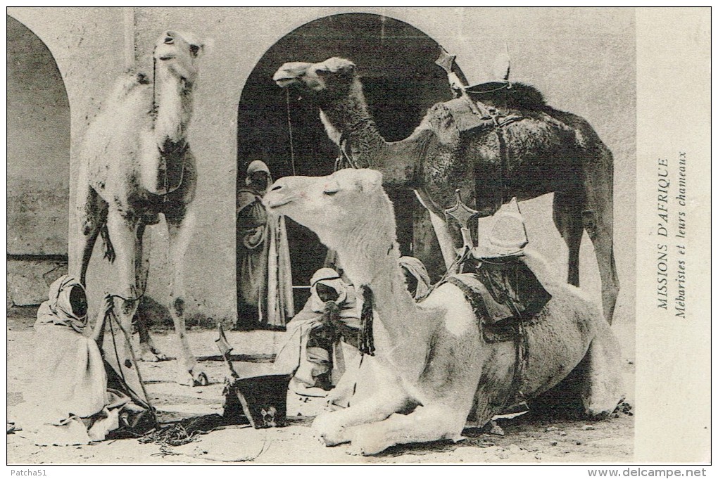 MEHARISTES Et Leurs Chameaux - Missions D'Afrique - Voyagée 1932 - Afrique