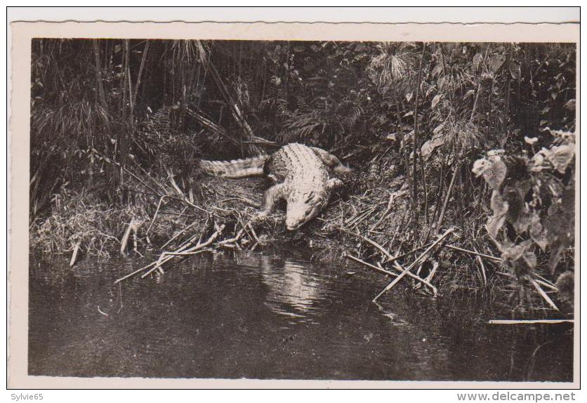 POINTE NOIRE-(A.E.F)-Caiman Sur La Rivière Loémé - Pointe-Noire