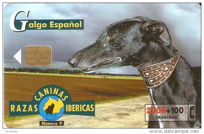Nº9 GALGO ESPAÑOL DE LA SERIE RAZAS CANINAS IBERICAS DE TIRADA 751500  (PERRO-CAN-DOG) - Emisiones Básicas