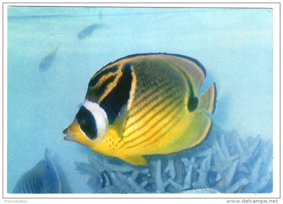 MALDIVES-ANGEL FISH,MALE' (J.ARTHUR DIXON/PHOTO ISMAIL) / THEMATIC STAMP-FISH - Maldives