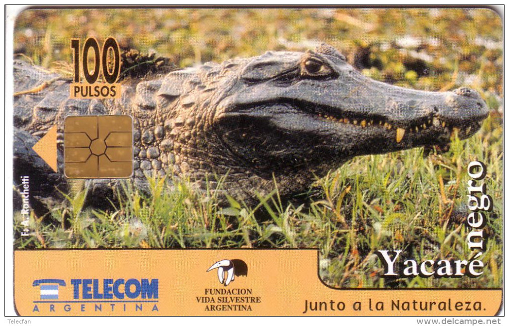 ARGENTINE ARGENTINA CROCODILE YACARE NEGRO 100U UT - Coccodrilli E Alligatori