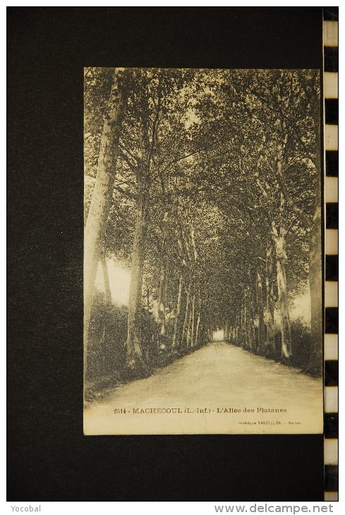 CP, 44, MACHECOUL, N° 2514, L'Allée Des Platanes, Vierge - Machecoul