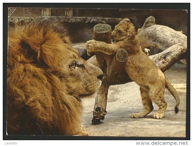 ZOO Zürich Löwen Lion 1972 - Lions