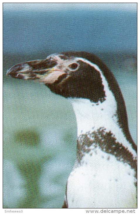 Postcard - Humboldt Penguin At Drusillas Zoo Park. A - Birds