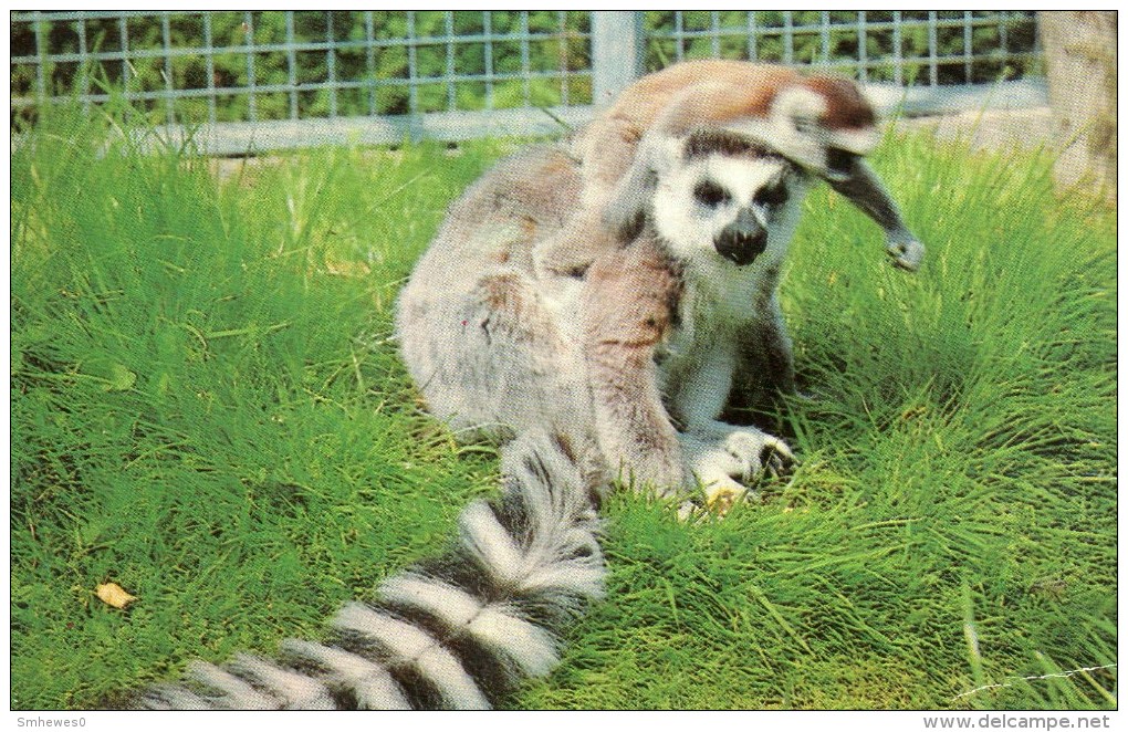 Postcard - Ring-tailed Lemurs At Colchester Zoo. R616 - Monos