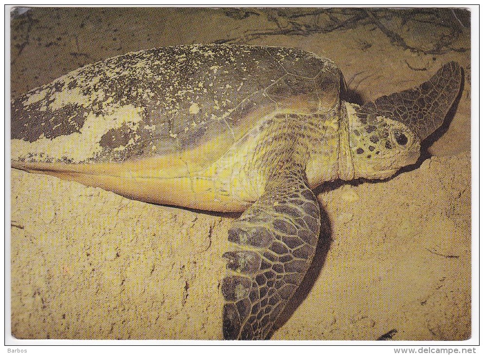 Malaysia , Green Turtle , Postcard - Tortues