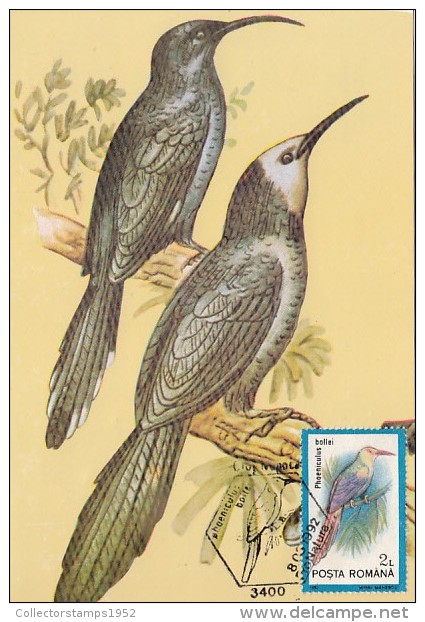 12138- WHITE HEADED WOOD HOOPOE, BIRDS, MAXIMUM CARD, 1993, ROMANIA - Piciformes (pájaros Carpinteros)