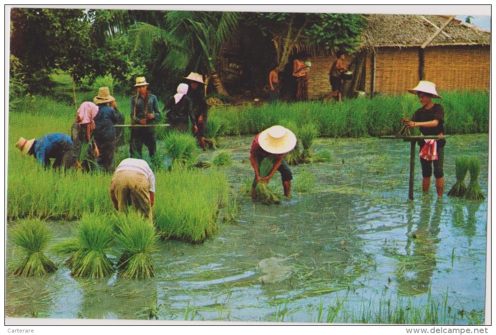 ASIE,THAILANDE,THAILAND,m étier,cultivation  Of  Rice,making The Tender Rice Plants Into Sheaves For Replanting,riz,ra - Tailandia