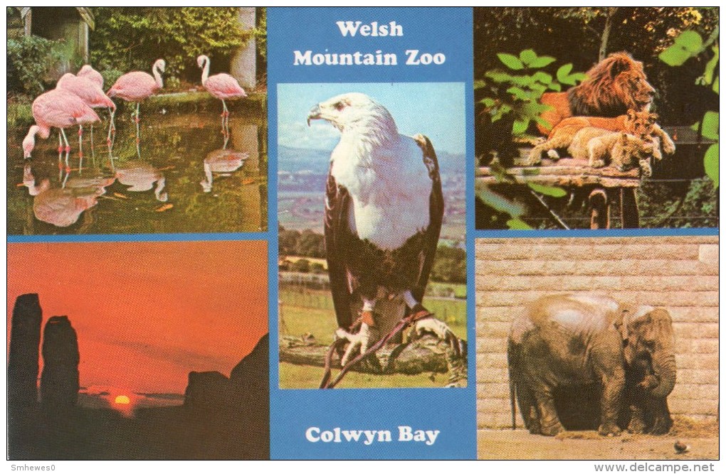 Postcard - Welsh Mountain Zoo. R78359 - Autres & Non Classés