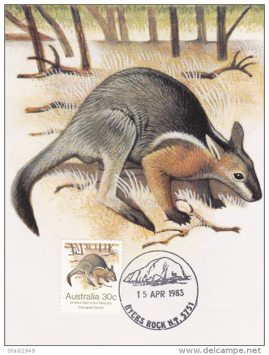 Picture Card Bridled Nail - Tailed Wallaby 1983 (337) - Sonstige & Ohne Zuordnung