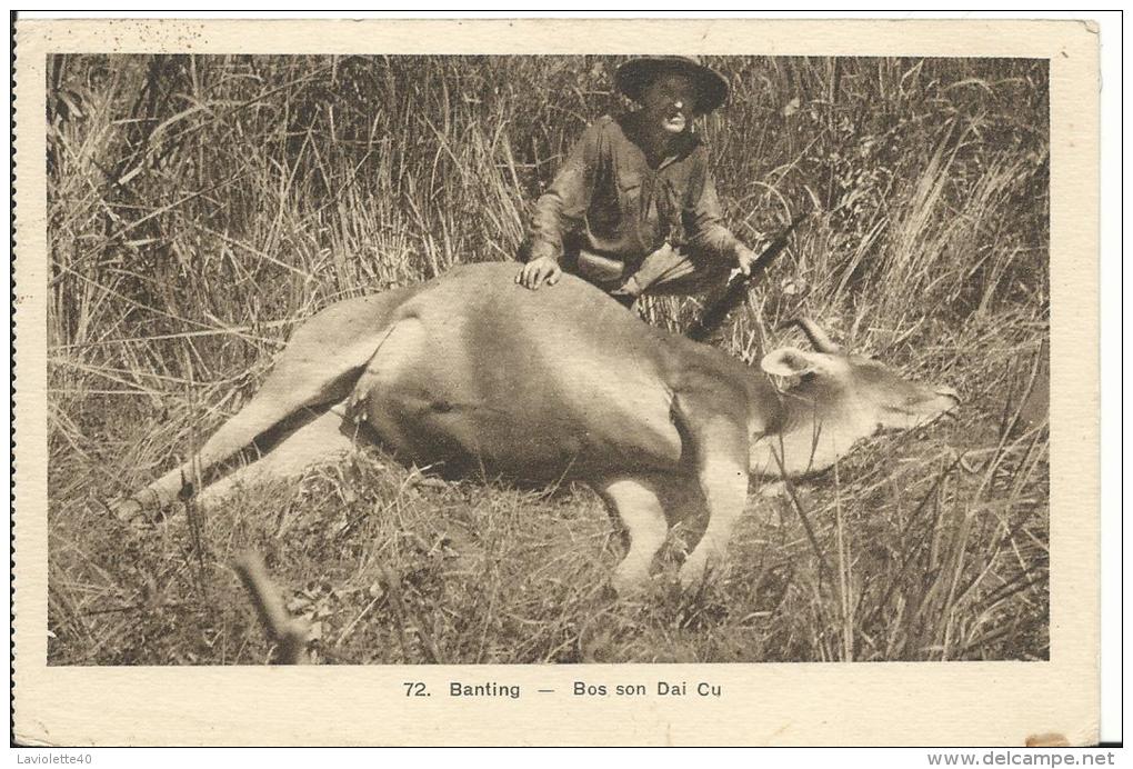 INDOCHINE - VIET-NAM -   Chasse - BANTING - Bos Son Dai Cu - Vietnam