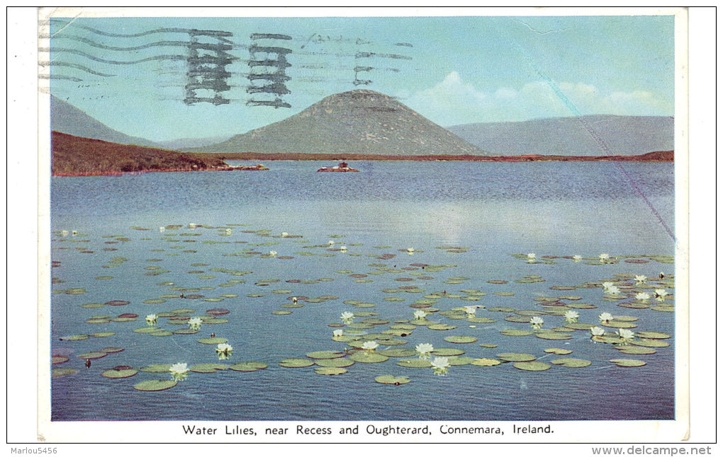 WATER LILIES, NEAR RECESS AND OUGHTERAD, CONNEMARA, IRELAND - Other & Unclassified