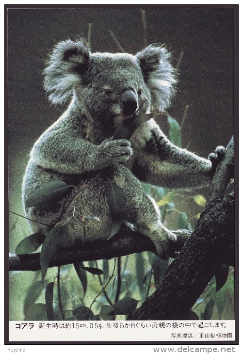 Japan Pre-stamped Postcard, Koala, Higashiyama Zoo, (jpc177a)with Postmark - Cartes Postales