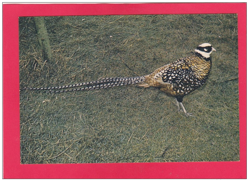 Post Card Of A Bird, Reev`s Pheasant, Z10. - Birds