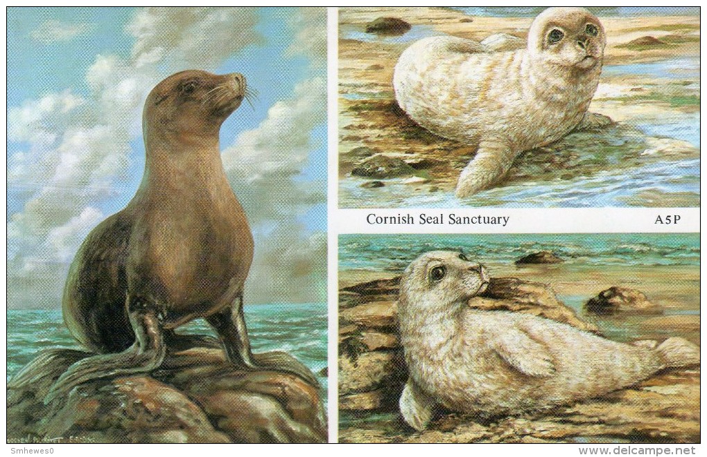 Postcard - Seals At Cornish Seal Sanctuary. A - Other & Unclassified