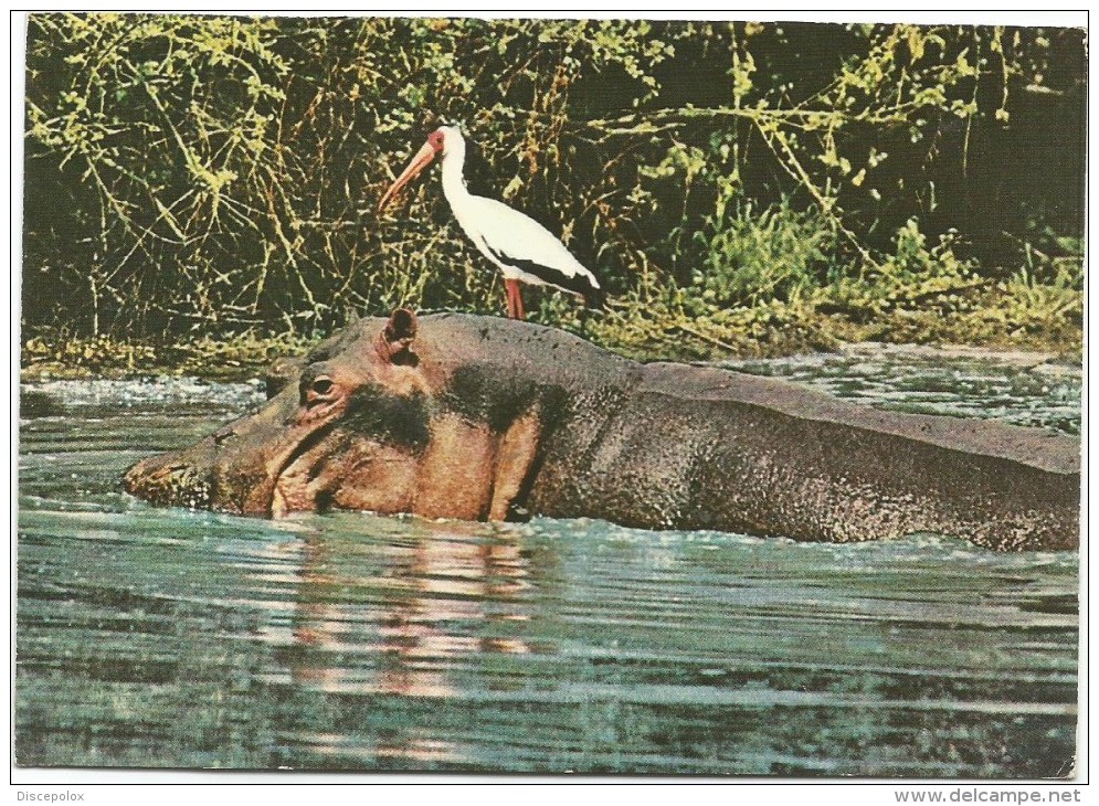 K2935 Charmes Africains - Ippopotamo Hippopotame Hippo Gru - Nice Stamps Timbres Francobolli / Viaggiata 1974 - Hippopotames