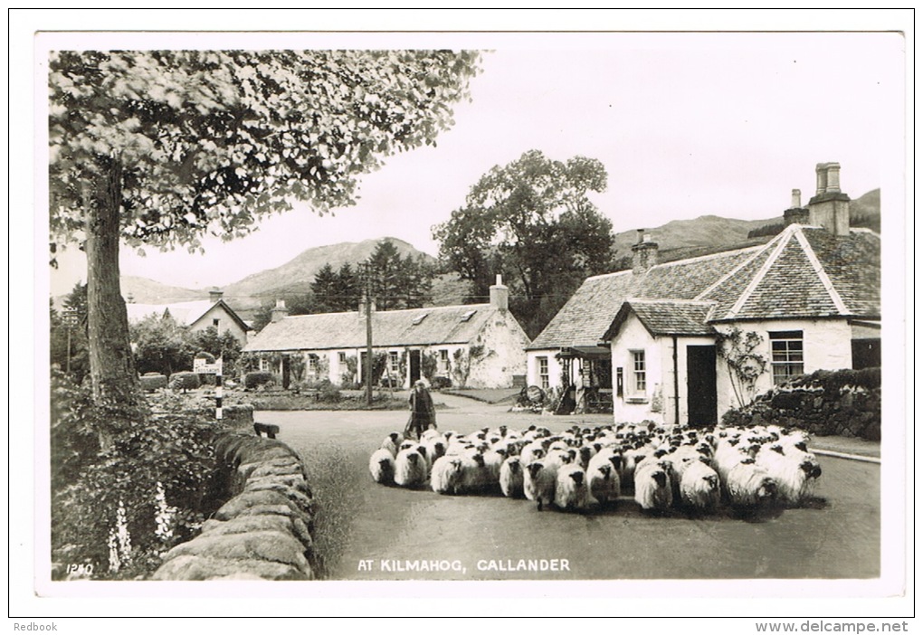 RB 1014 - Real Photo Postcard - Flock Of Sheep At Kilmahog - Callander Perthshire Scotland - Perthshire