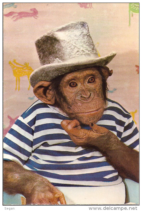 SINGE EN REFLEXION   ANNEE 1968 - Animaux Habillés