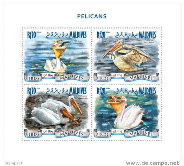 Maldives. 2014 Pelicans. (910a) - Pelikanen