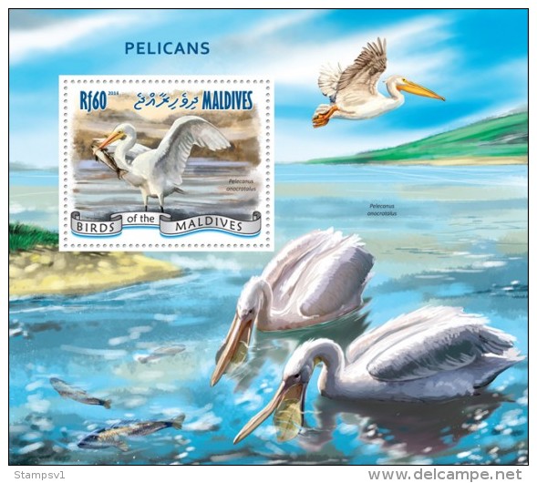 Maldives. 2014 Pelicans. (910b) - Pelikanen