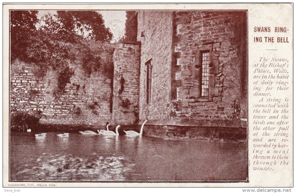 Edwardian Postcard Swans Ringing The Bell Bishop's Palace Wells Somerset Woodham - Wells