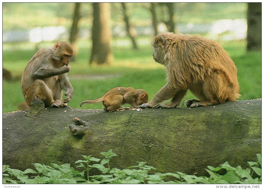 Postcard - Monkeys At Woburn Wild Animal Kingdom. CKWOB145 - Monkeys