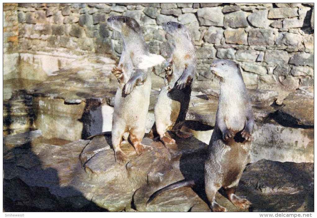 Postcard - Otters At Riber Castle Fauna Reserve & Wildlife Park. SP978 - Sonstige & Ohne Zuordnung