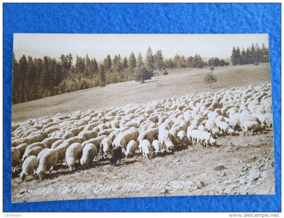 Sheep In The Blue Mts. Oregon - Autres & Non Classés