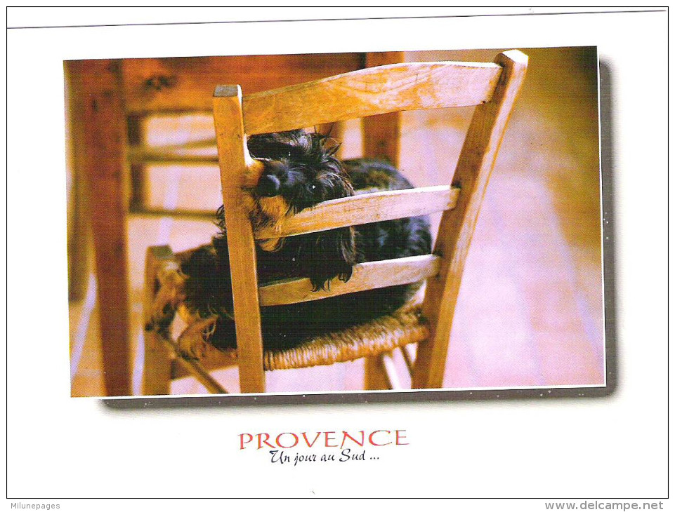 Lot 40 CPM Provence Neuves Identiques Petit Chien à La Chaise - 5 - 99 Postkaarten