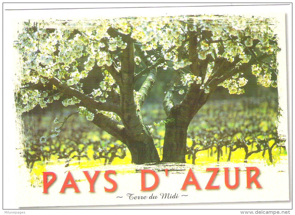 Lot 40 CPM Provence Neuves Identiques Cerisiers En Fleurs - 5 - 99 Postkaarten
