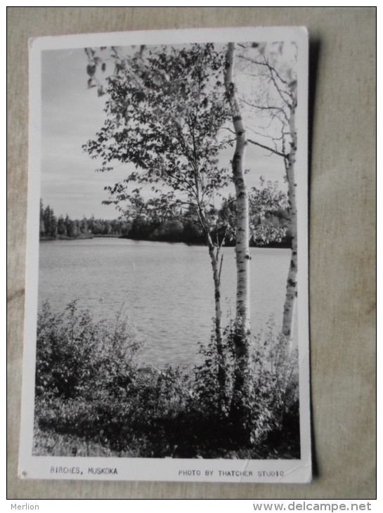 Canada - Ontario - Birches - MUSKOKA -  RPPC    D124212 - Muskoka