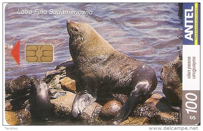 Nº 294 TARJETA DE URUGUAY DE UN LOBO FINO SUDAMERICANO (FOCA-LEON MARINO) - Uruguay