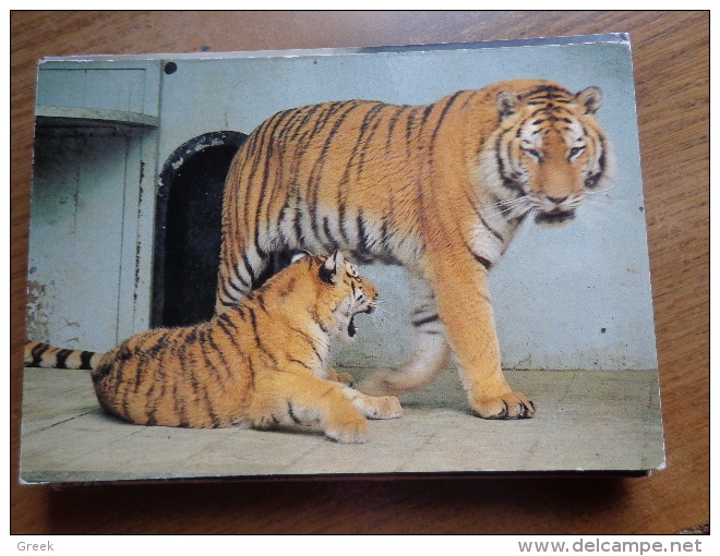 Artis Zoo Amsterdam, Syberische Tijgers   ---> Beschreven - Tigres