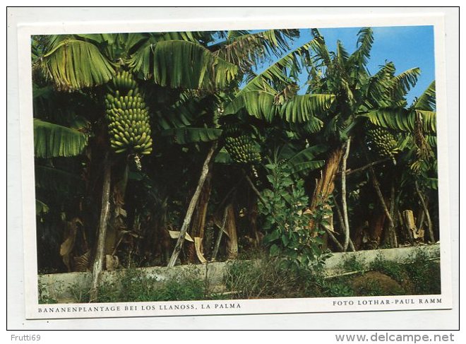 SPAIN - AK 219479 La Palma - Bananenplantage Bei Los Llanoss - La Palma