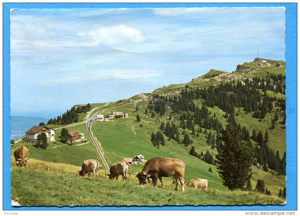 Mans1304, Rigi - Staffel, Rigi Kulm, Vitznau, Arth - Rigi - Bahn, GF,pli, Circulée 1968 - Arth