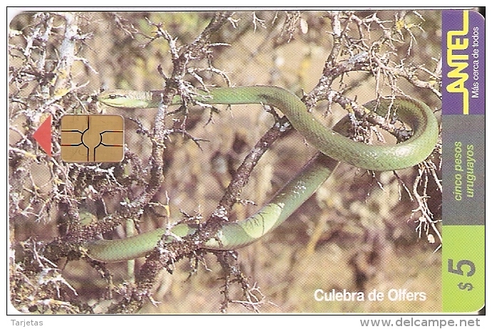 Nº 82 TARJETA DE UNA SERPIENTE DE URUGUAY CULEBRA DE OLFERS (SNAKE) - Uruguay