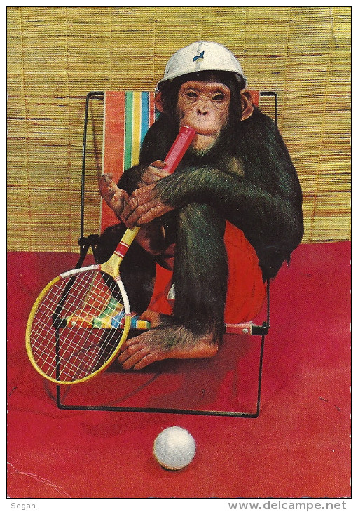 SINGE   AU TENNIS   ANNEE 1968 - Animaux Habillés