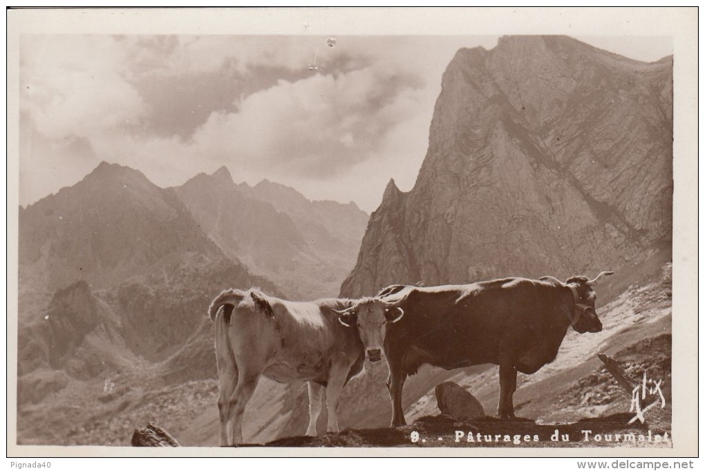 Cp , ANIMAUX , Pâturage Du Tourmalet , Pic-du-Midi (2877 M.) - Cows
