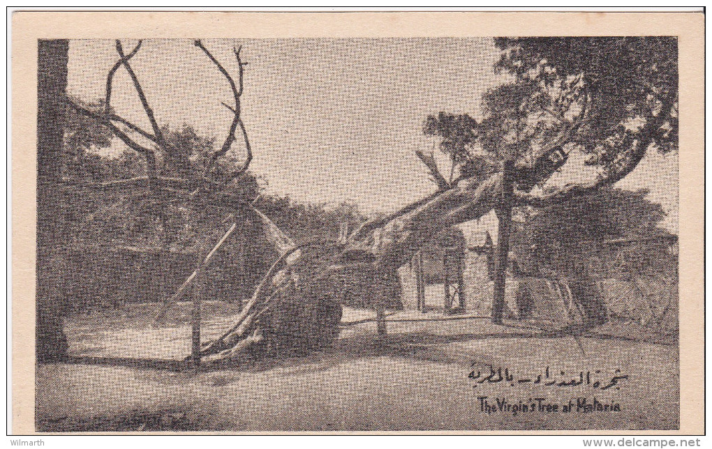 Matarieh - The Virgins Tree - Matariyya