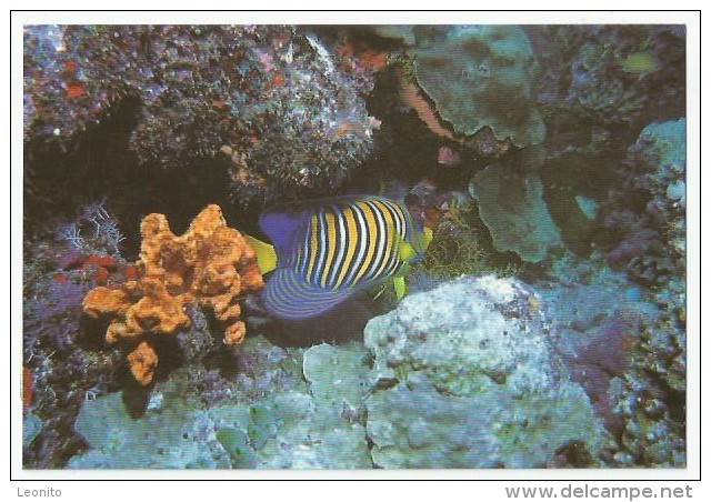 MALDIVES The Diver's Paradise Empress Angelfish Kula Kokaa Pfauenkaiserfisch 1992 - Maldiven