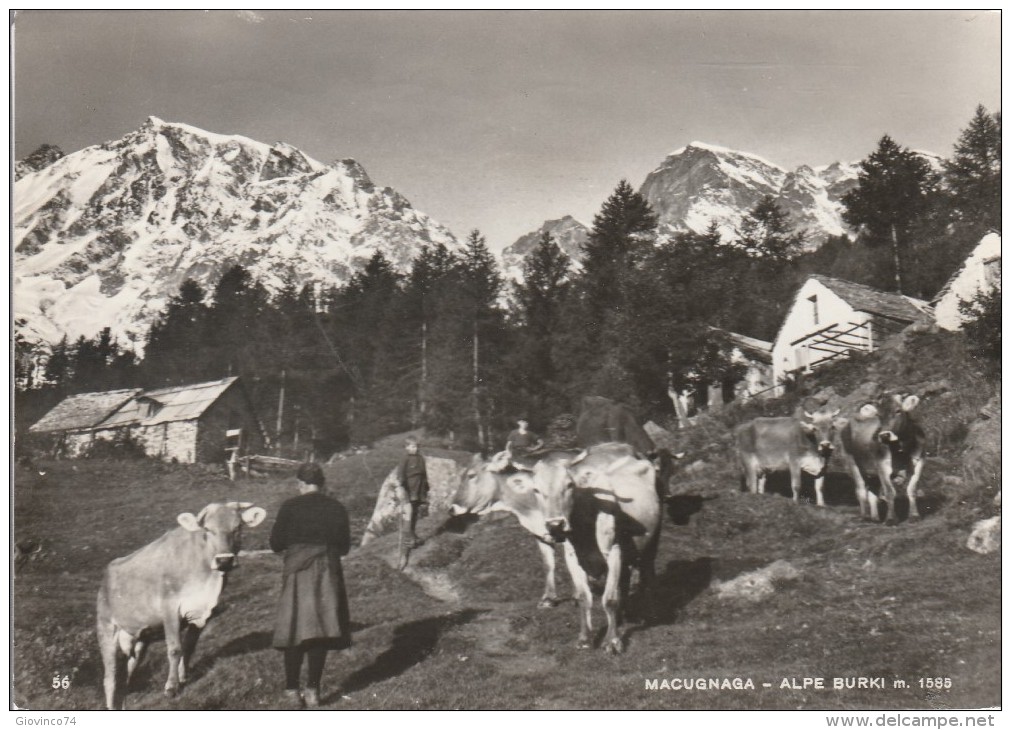 NOVARA -  MACUGNAGA - ALPE BURKI - Novara