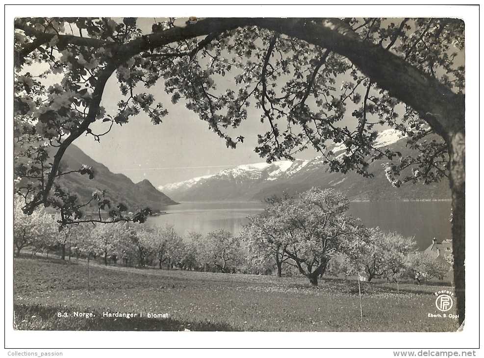 Cp, Norvège, Hardanger, Blomst, Voyagée 1949 - Noruega