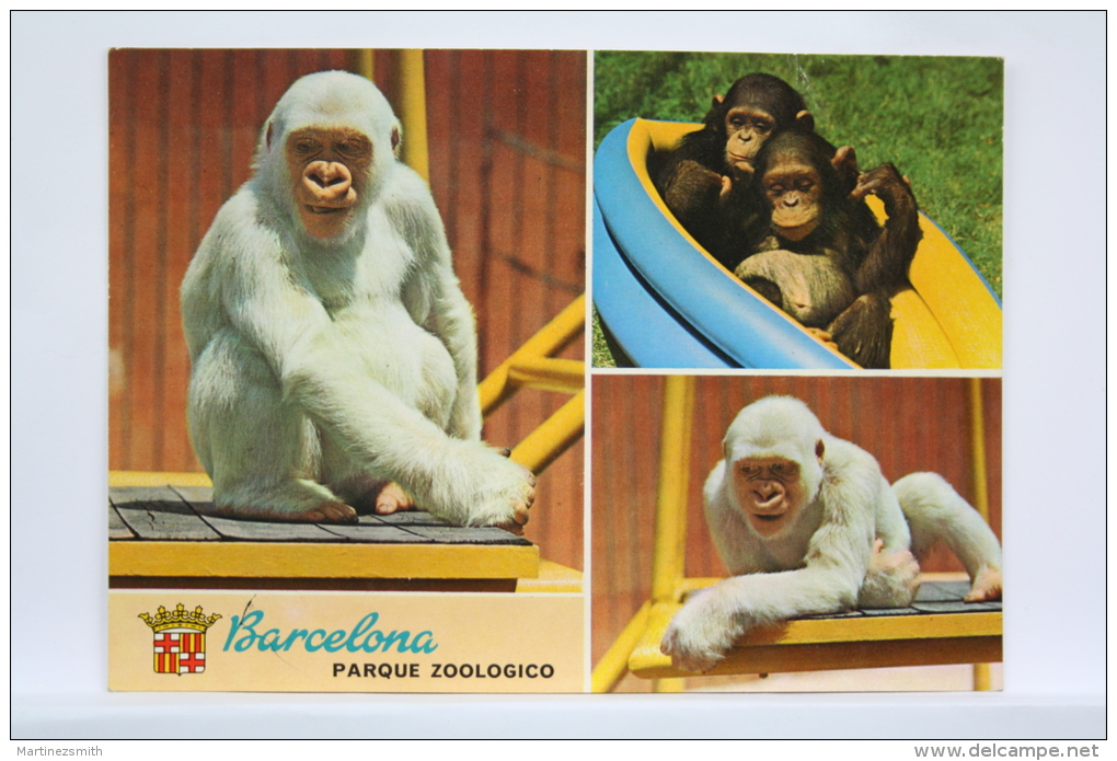 Nice Topic Postcard - Monkeys/ White Monkey Snowflake Gorilla/ Copito De Nieve Zoo Barcelona - Monos