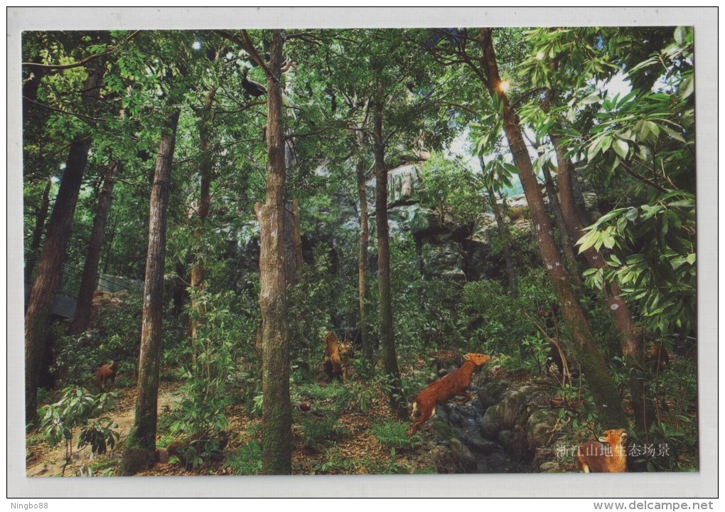 Ecological Scene Of Zhejaing Mountainous Region Tiger Deer Pheasant,CN 09 Zhejiang Nature Museum Pre-stamped Card - Other & Unclassified