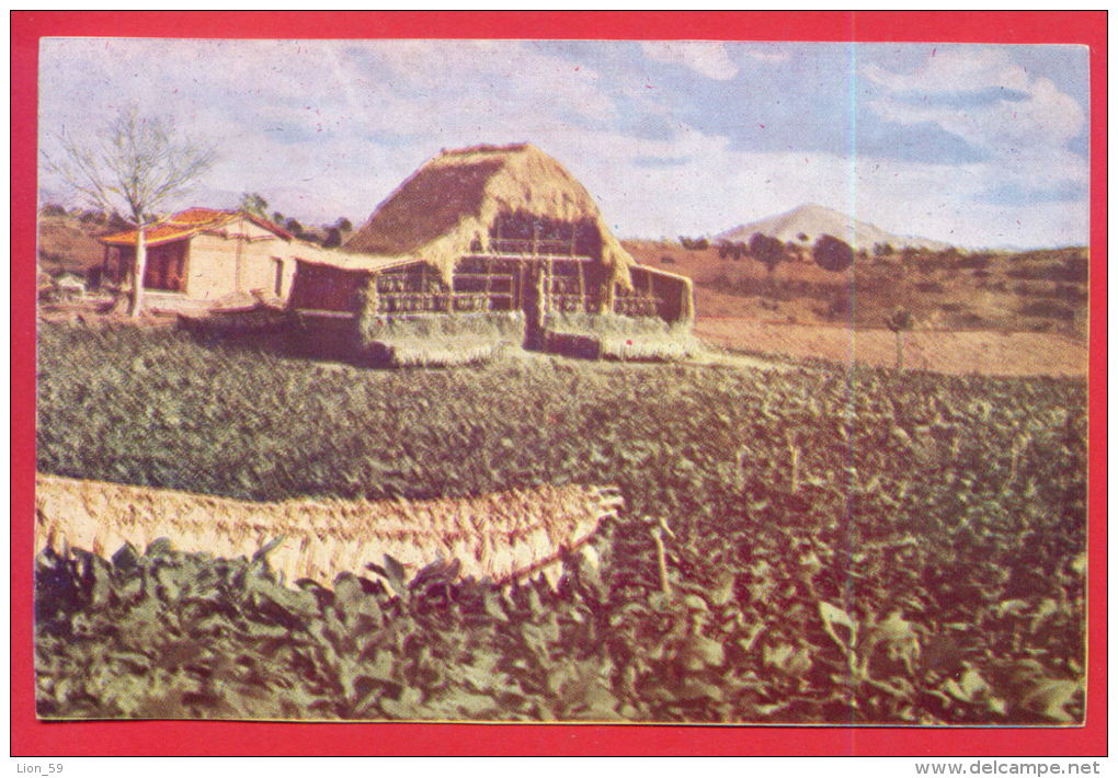 161912 / PINAR DEL RIO - PANORAMIC VIEW OF A TOBACCO DRIER   - CUBA KUBA - Tabak