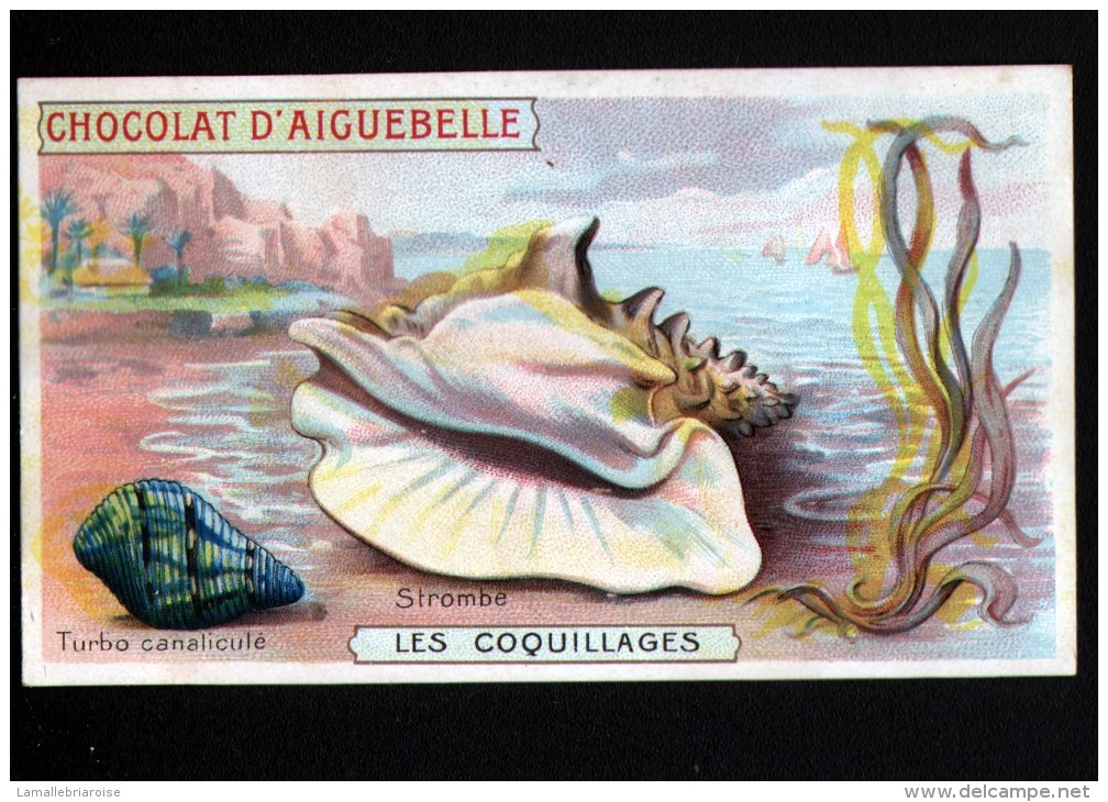CHROMO, CHOCOLAT D´AIGUEBELLE, COQUILLAGES, STROMBE - Aiguebelle
