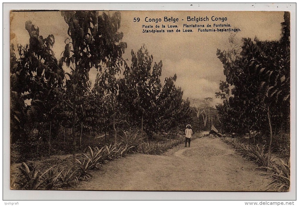 Congo Belge, Carte Postale, Plantation De Funtumia, 10 C., Matadi, 6-3-20 - Plantes Médicinales