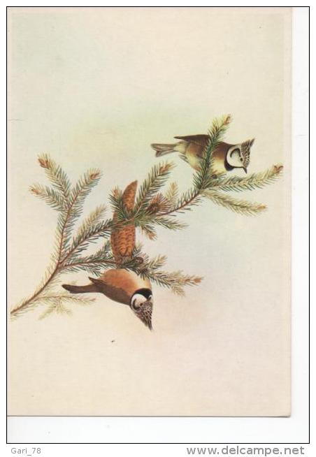 CP Mésange Huppée Pinxit John Gould (1804-1881) - Oiseaux