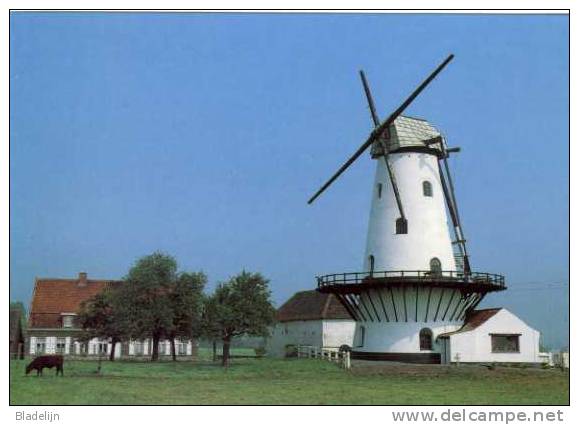 KANEGEM Bij Tielt (W.Vl.) - Molen/moulin - De Mevrouwmolen Vóór De Restauratie, Met Kale Roeden. PRACHTKAART !!! - Tielt